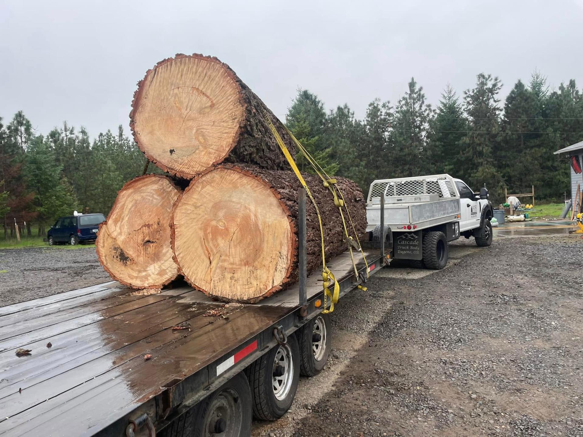 Rose Tree Service flatbed truck hauling massive cut logs on a rural Lane County job site