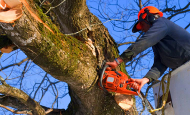 worker removing tree branches using chainsaw Fall Creek OR