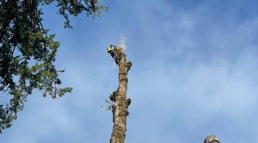 a tree removal service in fall creek OR